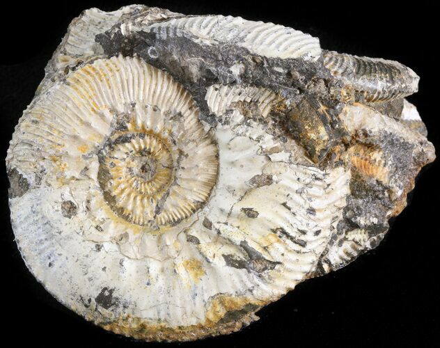 Wide Kosmoceras Ammonite - England #42635